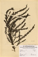 藏品(山胡枝子)的圖片